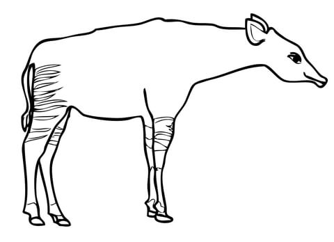 Okapi Giraffe Coloring Page